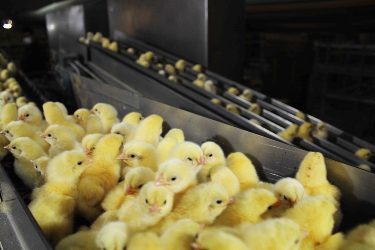 One of the most important requirements of hatchery factories is washing and full compliance with hygiene proto